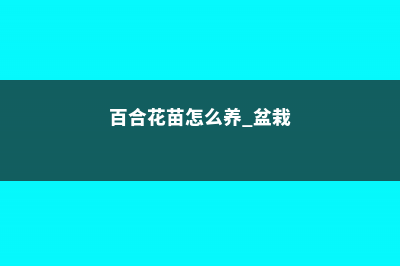 百合小苗怎么养，长不直怎么办 (百合花苗怎么养 盆栽)