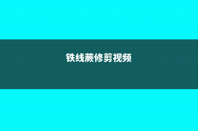 铁线蕨怎么修剪好看，剃头多久发芽 (铁线蕨修剪视频)