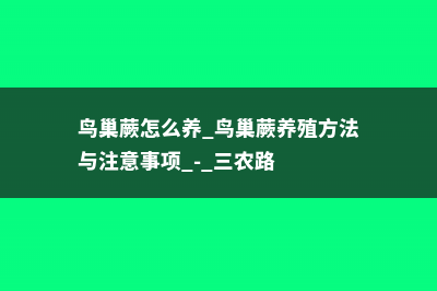 鸟巢蕨怎么养，鸟巢蕨图片 (鸟巢蕨怎么养 鸟巢蕨养殖方法与注意事项 - 三农路)