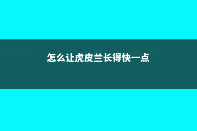 怎么让虎皮兰长高，长高后倒伏怎么办 (怎么让虎皮兰长得快一点)