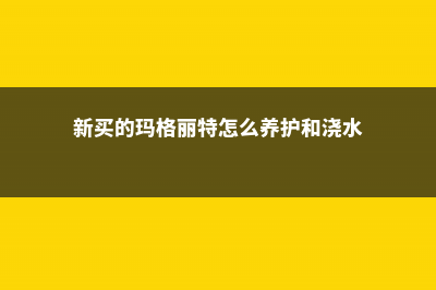 新买的玛格丽特怎么养 (新买的玛格丽特怎么养护和浇水)