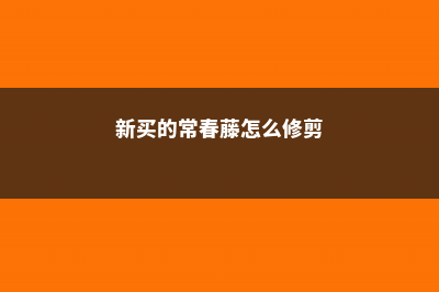 新买的常春藤怎么养 (新买的常春藤怎么修剪)