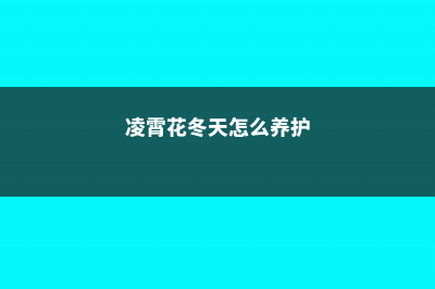 凌霄花冬天怎么管理，会落光叶子吗 (凌霄花冬天怎么养护)