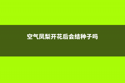 空气凤梨开花后怎么办，怎么养护 (空气凤梨开花后会结种子吗)