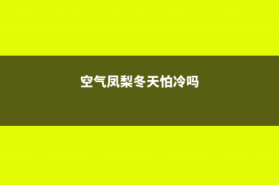 空气凤梨冬天怎么养，多少度会冻死 (空气凤梨冬天怕冷吗)