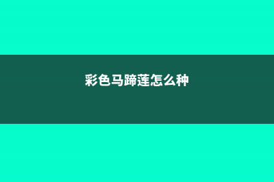 彩色马蹄莲怎么繁殖，可以切球分株吗 (彩色马蹄莲怎么种)