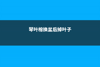 琴叶榕怎么换盆，换盆后如何服盆 (琴叶榕换盆后掉叶子)