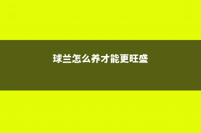 球兰怎么养才能开花，不开花是什么原因 (球兰怎么养才能更旺盛)