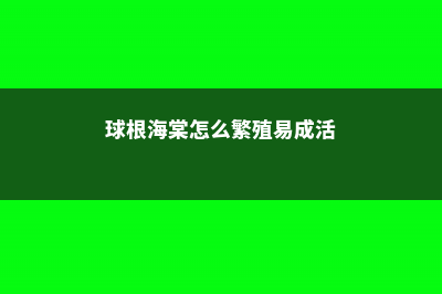 球根海棠怎么繁殖，怎么打顶 (球根海棠怎么繁殖易成活)