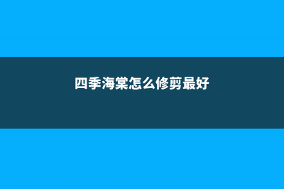 四季海棠怎么修剪，什么时候修剪 (四季海棠怎么修剪最好)