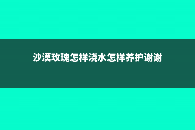 沙漠玫瑰怎么浇水，浇水多了怎么办 (沙漠玫瑰怎样浇水怎样养护谢谢)