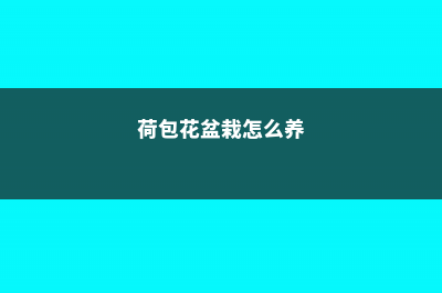 荷包花的繁殖方法，怎么养 (荷包花盆栽怎么养)