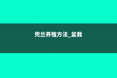 兜兰的养殖方法和注意事项 (兜兰养殖方法 盆栽)