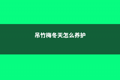 吊竹梅冬天怎么越冬，多久浇一次水 (吊竹梅冬天怎么养护)