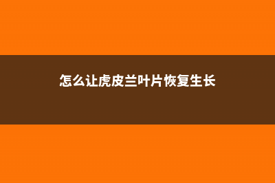 怎么让虎皮兰叶子更绿，叶子尖发黄怎么办 (怎么让虎皮兰叶片恢复生长)