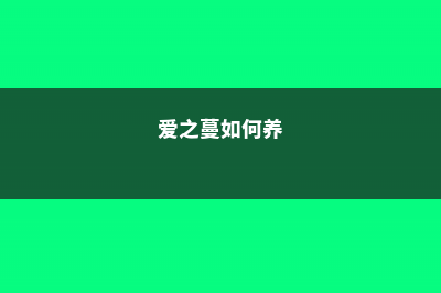 怎么让爱之蔓爆盆，怎么扦插 (爱之蔓如何养)