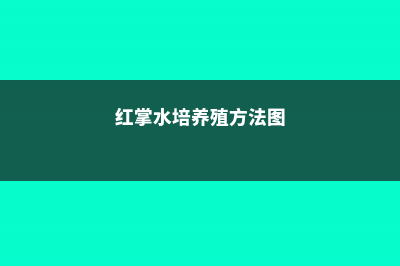 红掌水培养殖方法，用什么固定 (红掌水培养殖方法图)