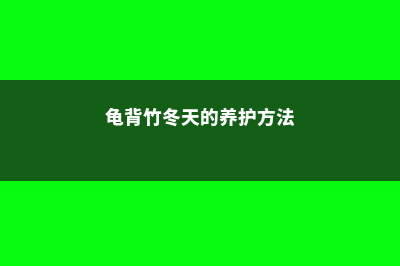 龟背竹冬天的养殖方法，有什么注意事项 (龟背竹冬天的养护方法)