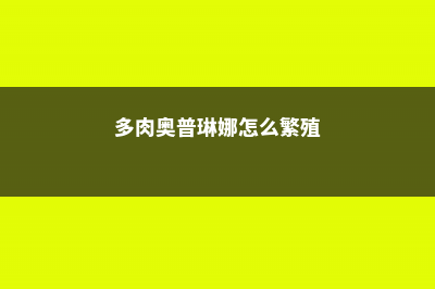 多肉奥普琳娜徒长了怎么办 (多肉奥普琳娜怎么繁殖)