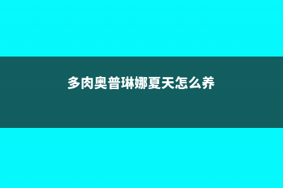 多肉奥普琳娜夏天怎么过 (多肉奥普琳娜夏天怎么养)