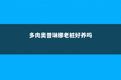 多肉奥普琳娜老桩图片，怎么变老桩 (多肉奥普琳娜老桩好养吗)