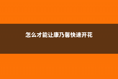 怎么让康乃馨快速开放，有花苞能喷水吗 (怎么才能让康乃馨快速开花)