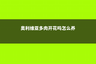 奥利维亚多肉开花怎么处理 (奥利维亚多肉开花吗怎么养)