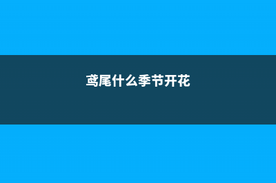 鸢尾什么季节开花，花期如何养护 (鸢尾什么季节开花)