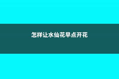 水仙花如何延长花期，水仙花什么时候开花 (怎样让水仙花早点开花)