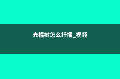 光棍树怎么扦插成活率高，其他繁殖方法 (光棍树怎么扦插 视频)