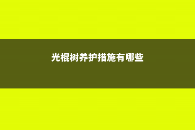 光棍树养护措施，对土壤的要求 (光棍树养护措施有哪些)