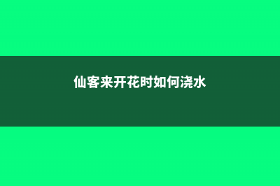 仙客来开花时如何施肥，开花后的处理 (仙客来开花时如何浇水)