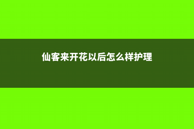 仙客来开花期注意事项，开花的时候叶子黄了怎么办 (仙客来开花以后怎么样护理)