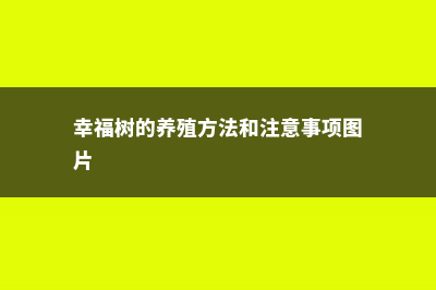 幸福树的养殖方法和注意事项 (幸福树的养殖方法和注意事项图片)