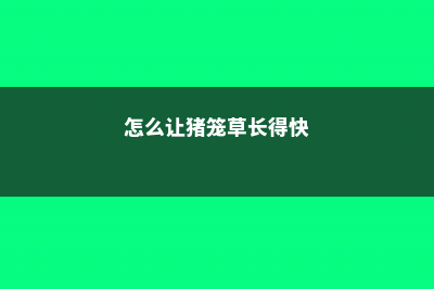 怎么让猪笼草长笼子，笼子枯萎要剪掉吗 (怎么让猪笼草长得快)