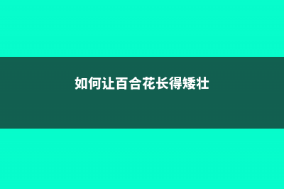 如何让百合花长得矮壮，长得太高怎么办 (如何让百合花长得矮壮)