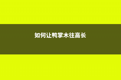 怎么让鸭掌木多分枝，怎么修剪造型 (如何让鸭掌木往高长)