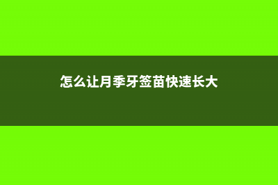 怎么让月季牙签苗快速长大，牙签苗如何过冬 (怎么让月季牙签苗快速长大)