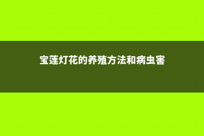 宝莲灯花的养殖方法和注意事项 (宝莲灯花的养殖方法和病虫害)