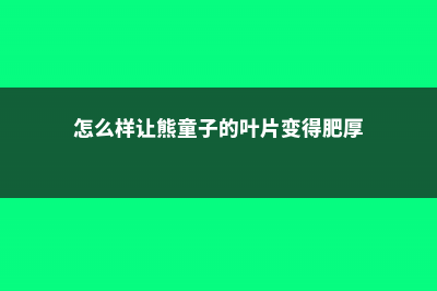 怎么让熊童子叶子生根，叶子可以种吗 (怎么样让熊童子的叶片变得肥厚)