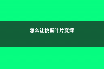 怎么让桃蛋叶片饱满，养成粉红色 (怎么让桃蛋叶片变绿)