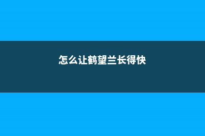 怎么让鹤望兰长侧芽，剪光叶子还能再长吗 (怎么让鹤望兰长得快)