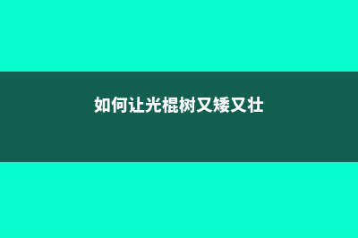 怎么让光棍树分叉，太高了怎么修剪 (如何让光棍树又矮又壮)