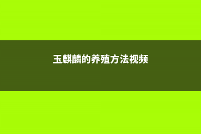 玉麒麟的养殖方法和注意事项 (玉麒麟的养殖方法视频)