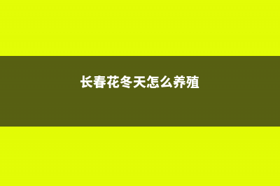 长春花冬天怎么养护，叶子发黄怎么办 (长春花冬天怎么养殖)