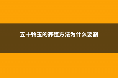 五十铃玉的养殖方法，怎么养爆盆 (五十铃玉的养殖方法为什么要割)