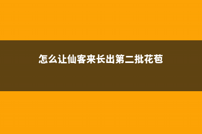 怎么让仙客来开花不断，开花后怎么处理 (怎么让仙客来长出第二批花苞)