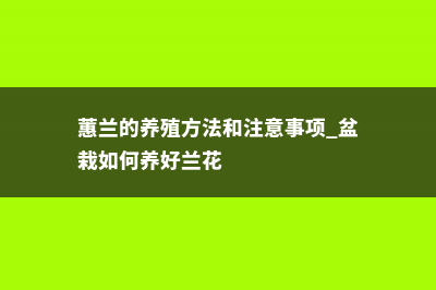 蕙兰的养殖方法和注意事项 (蕙兰的养殖方法和注意事项 盆栽如何养好兰花)