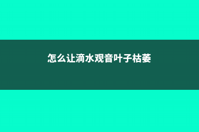 怎么让滴水观音长的壮，怎么养出老桩 (怎么让滴水观音叶子枯萎)