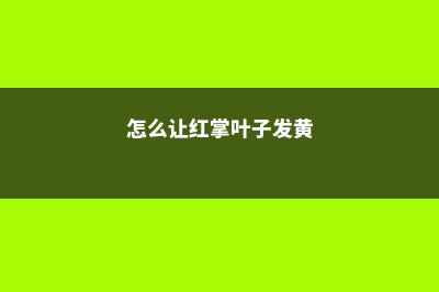 怎么让红掌叶子油光发亮，发黄怎么补救 (怎么让红掌叶子发黄)